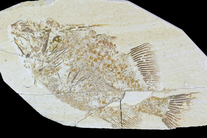 Bargain, Phareodus Fish Fossil - Visible Teeth #105337